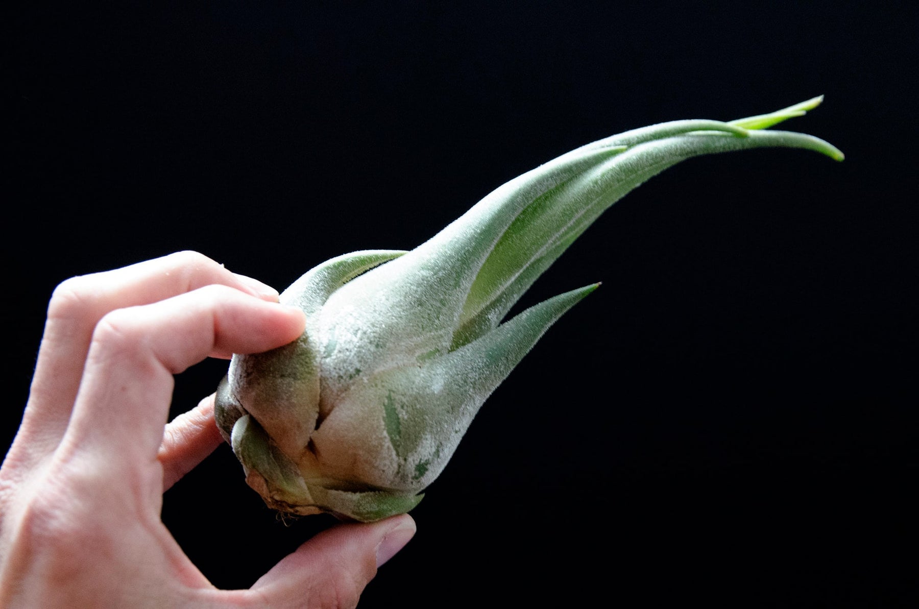 seleriana air plant care Tillandsia Seleriana