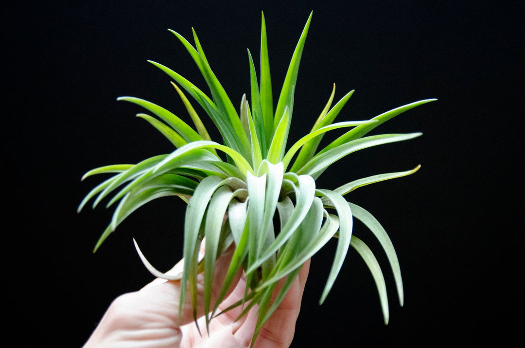 velutina air plant care Tillandsia Velutina