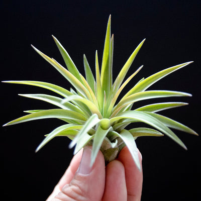 Tillandsia Velutina - Air Plant | Indoor House Plant, Low Maintenance Plant, Terrarium Plant, Air Purifying, Air Plants