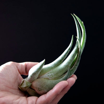 Tillandsia Seleriana - Unusual Air Plant | Fuzzy, Curved, Unique, Wild, Exotic Indoor House Plant, Low Maintenance, White Plant, Bromeliad