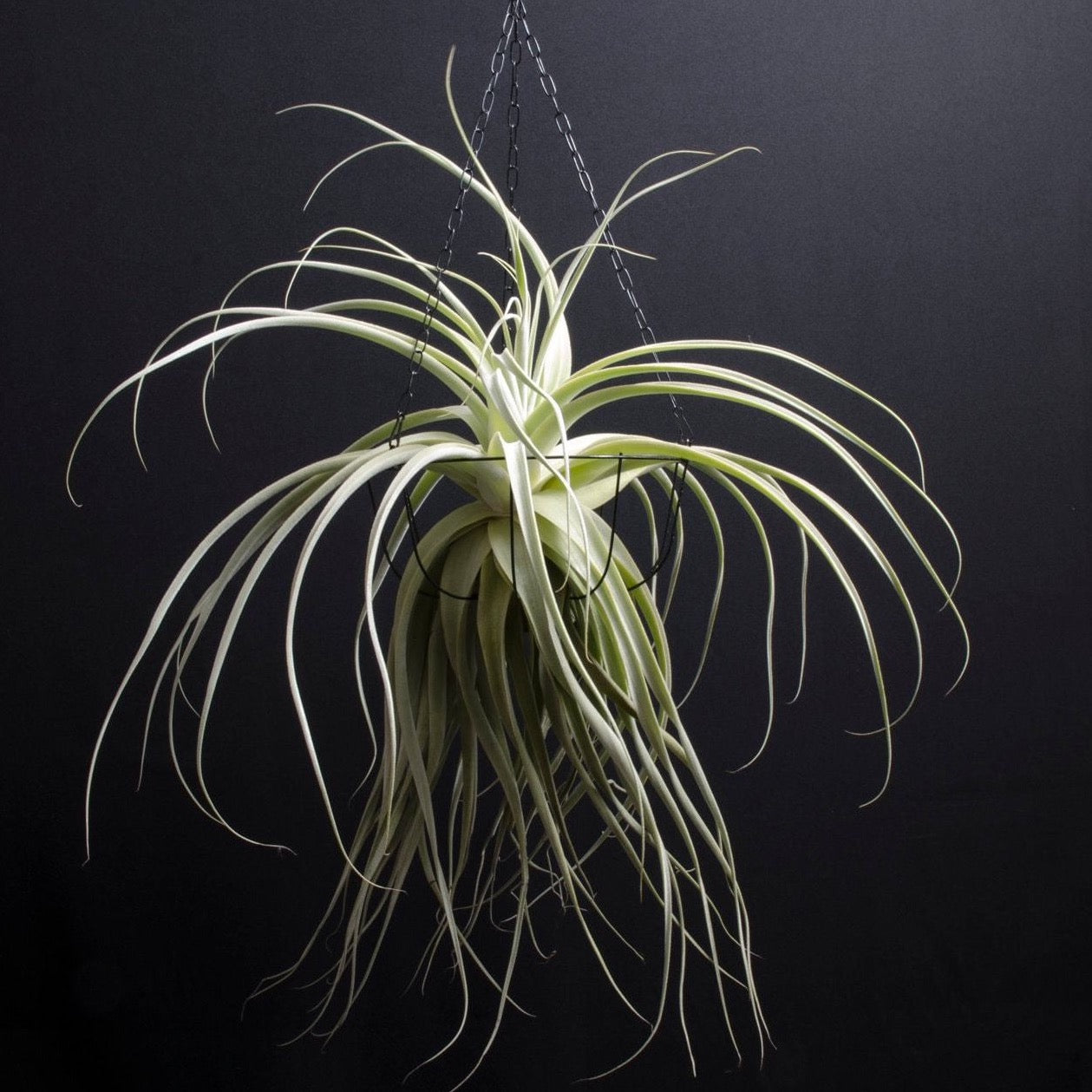 long stringy air plant Tillandsia Thick Leaf Straminea
