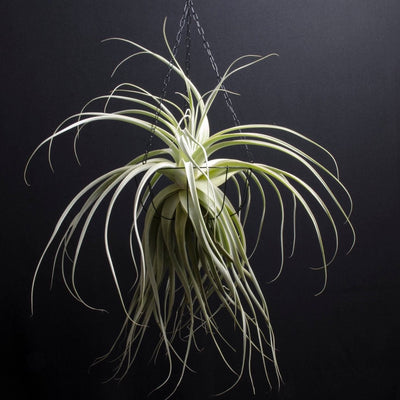 Thick Leaf Straminea- Exotic Air Plant | Tillandsia, Fragrant Bloom, Silver Air Plant, Air Purifying, Low Maintenance, Indoor House Plant