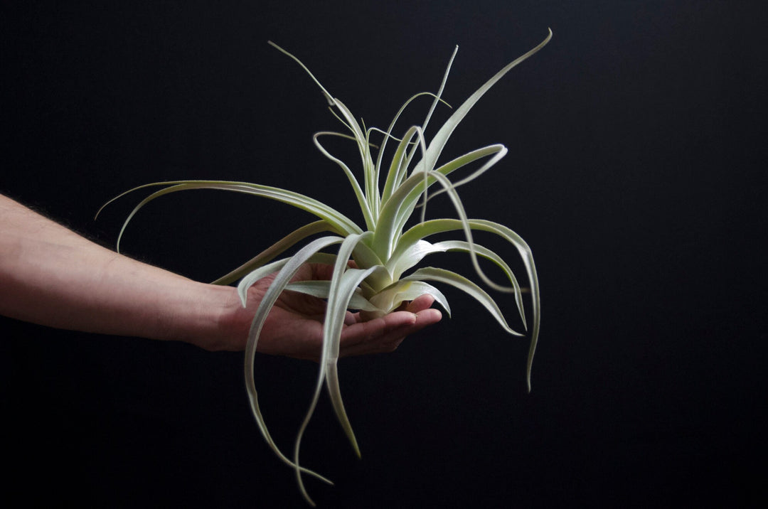 straminea air plant Tillandsia Thick Leaf Straminea