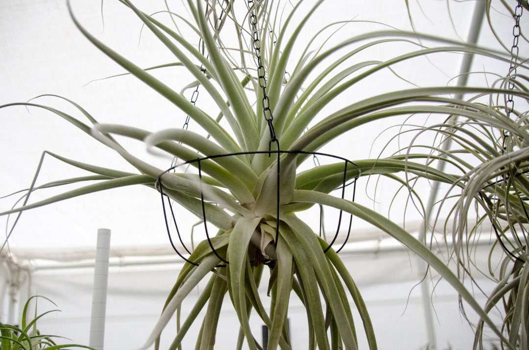 straminea air plant Tillandsia Thick Leaf Straminea