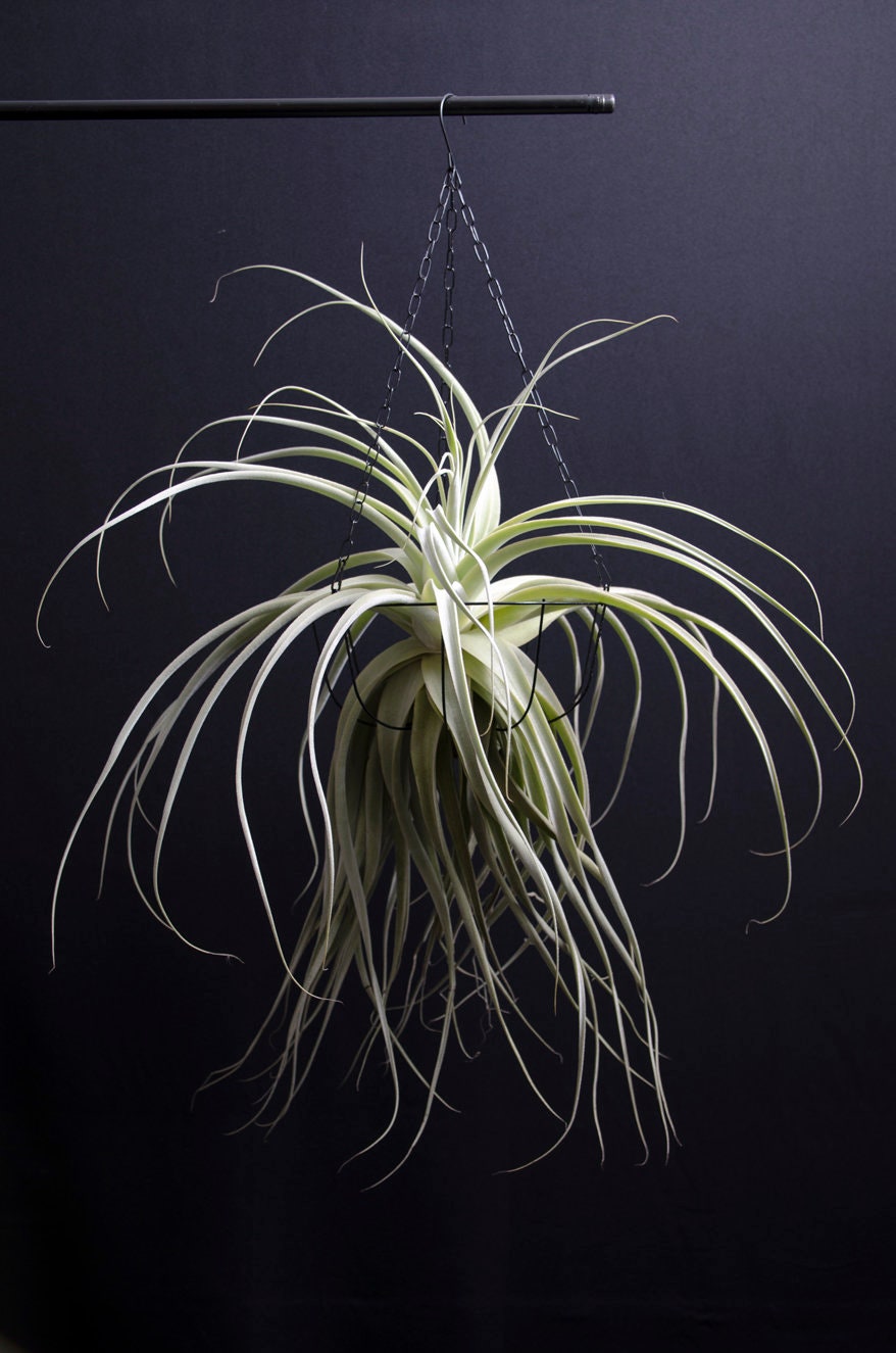 fragrant air plants Tillandsia Thick Leaf Straminea