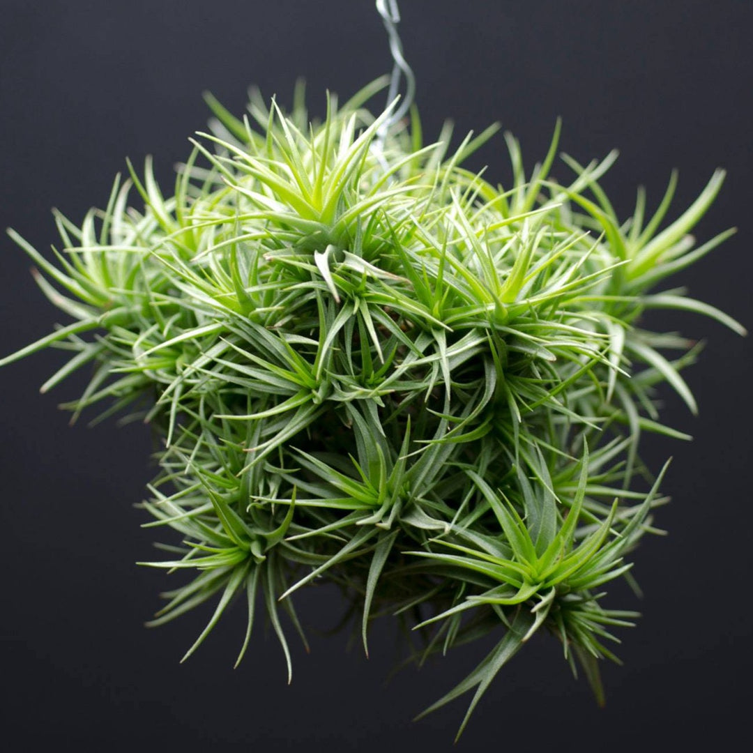 Tillandsia Aeranthos Minuette Hanging Specimen - RARE Air Plant  The  Artizan Way