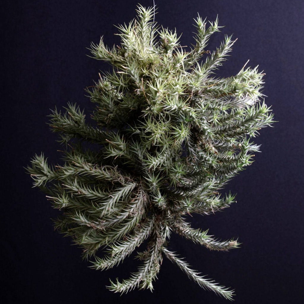 専用Tillandsia Tricholepis 速達発送 専用Tillandsia Tricholepis 速達発送