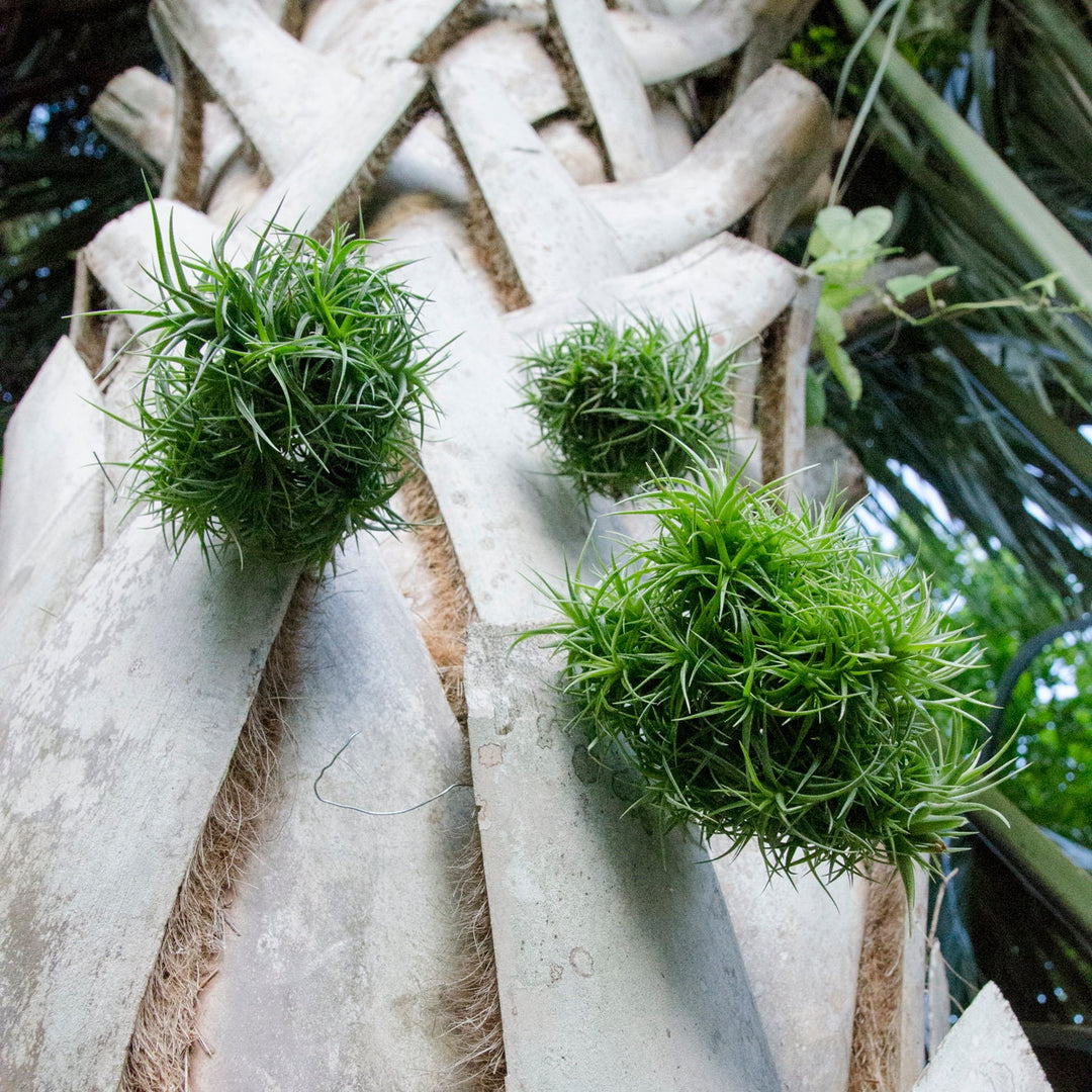 Tillandsia Aeranthos Minuette Hanging Specimen - RARE Air
