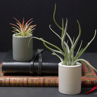 Modern Mini Planter - Ceramic | Miniature Plant Pot, Air Plants, Tillandsia, Succulent, Cacti Planter, Holder, Pottery, Extra Small Pot