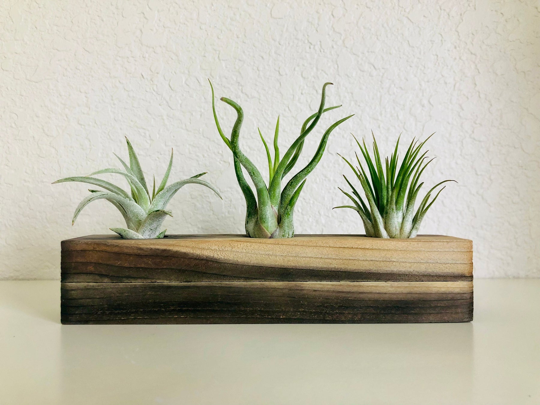 air plant wood holder Handcrafted Wood Air Plant Display – The Artizan Way