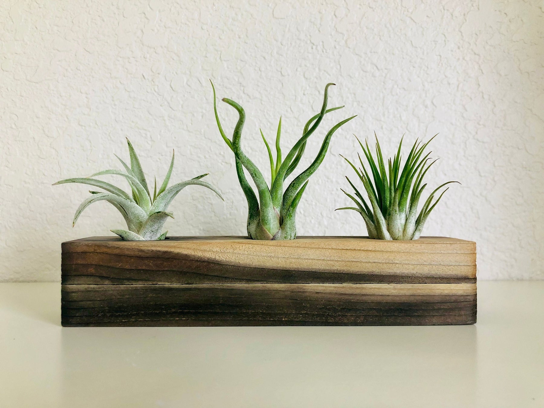 air plant display images Handcrafted Wood Air Plant Display – The Artizan Way