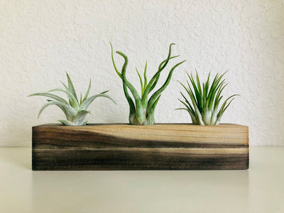 Handcrafted Wood Air Plant Display | Small, Miniature Plant Pot, Air Plants, Tillandsia, Succulent, Cacti Planter, Holder, Minimalist