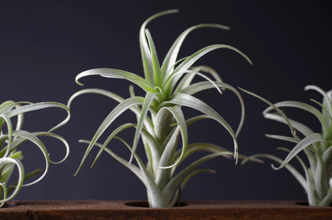 curly locks air plant Tillandsia Nana