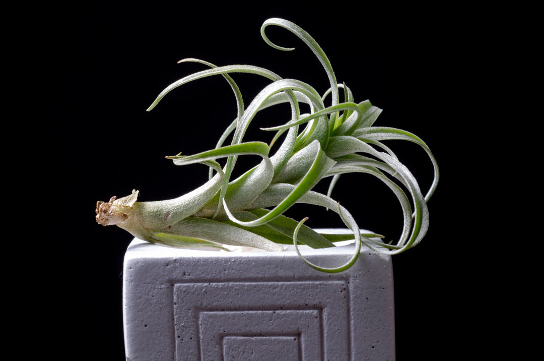 nana air plant Tillandsia Nana