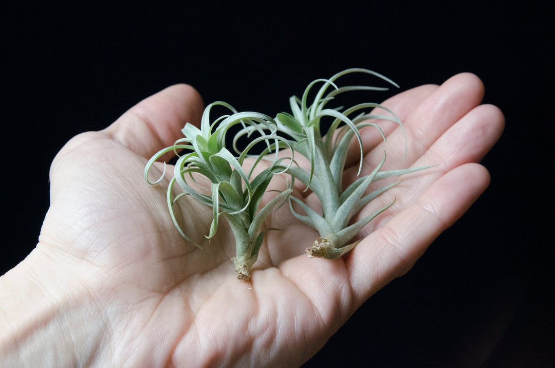 Tillandsia Nana