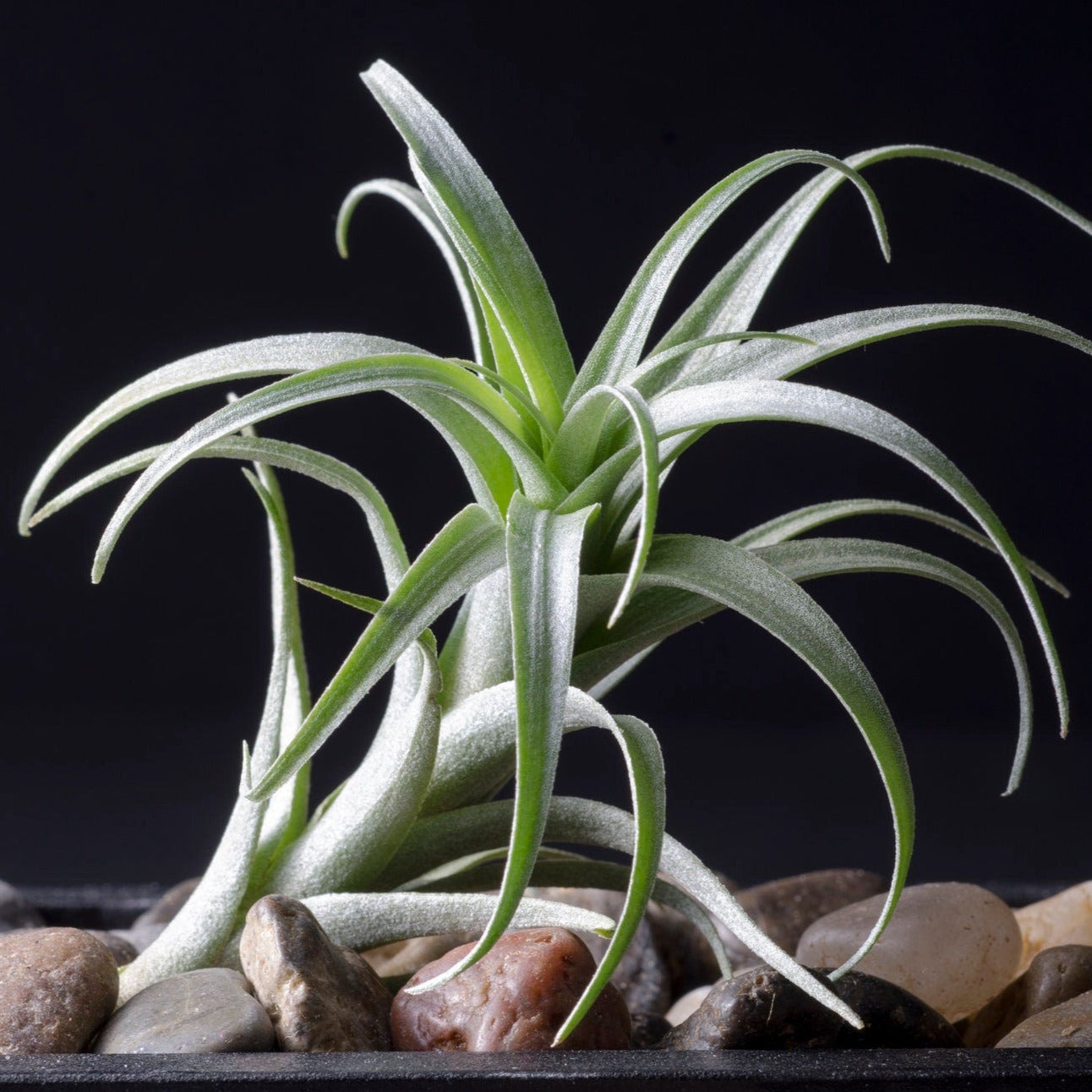 curly locks air plant Tillandsia Nana