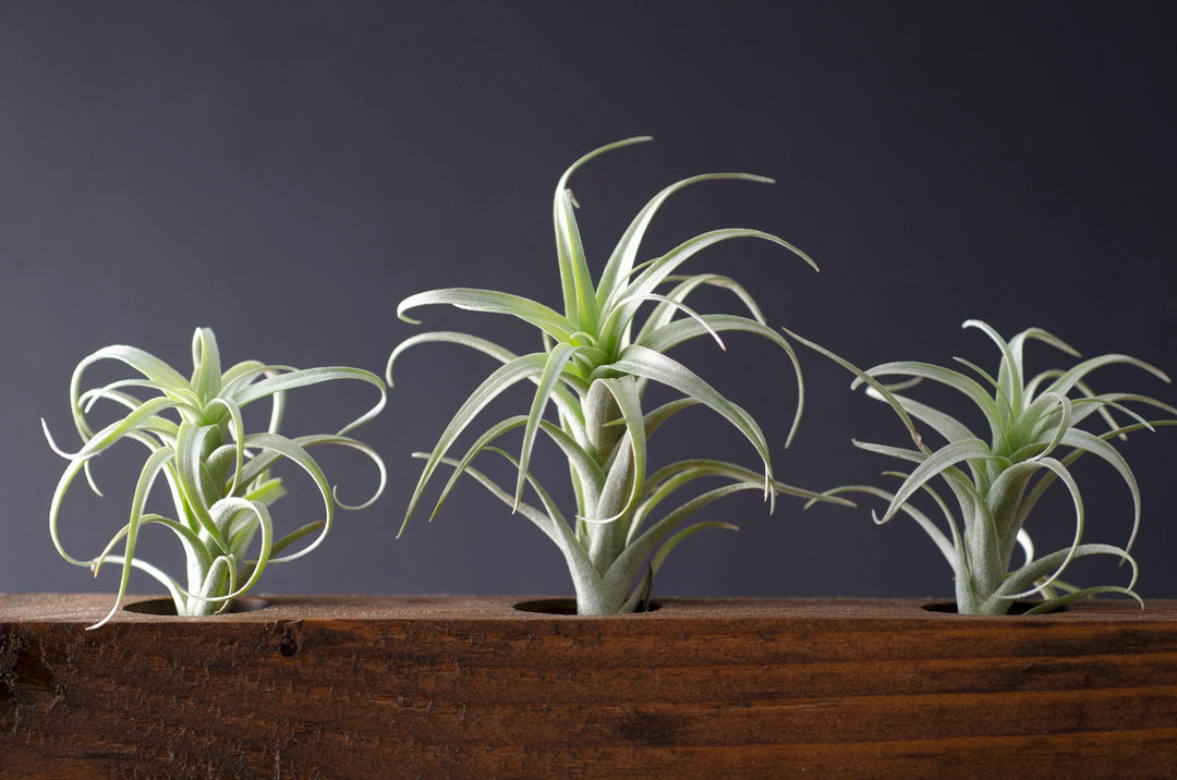 nana air plant Tillandsia Nana