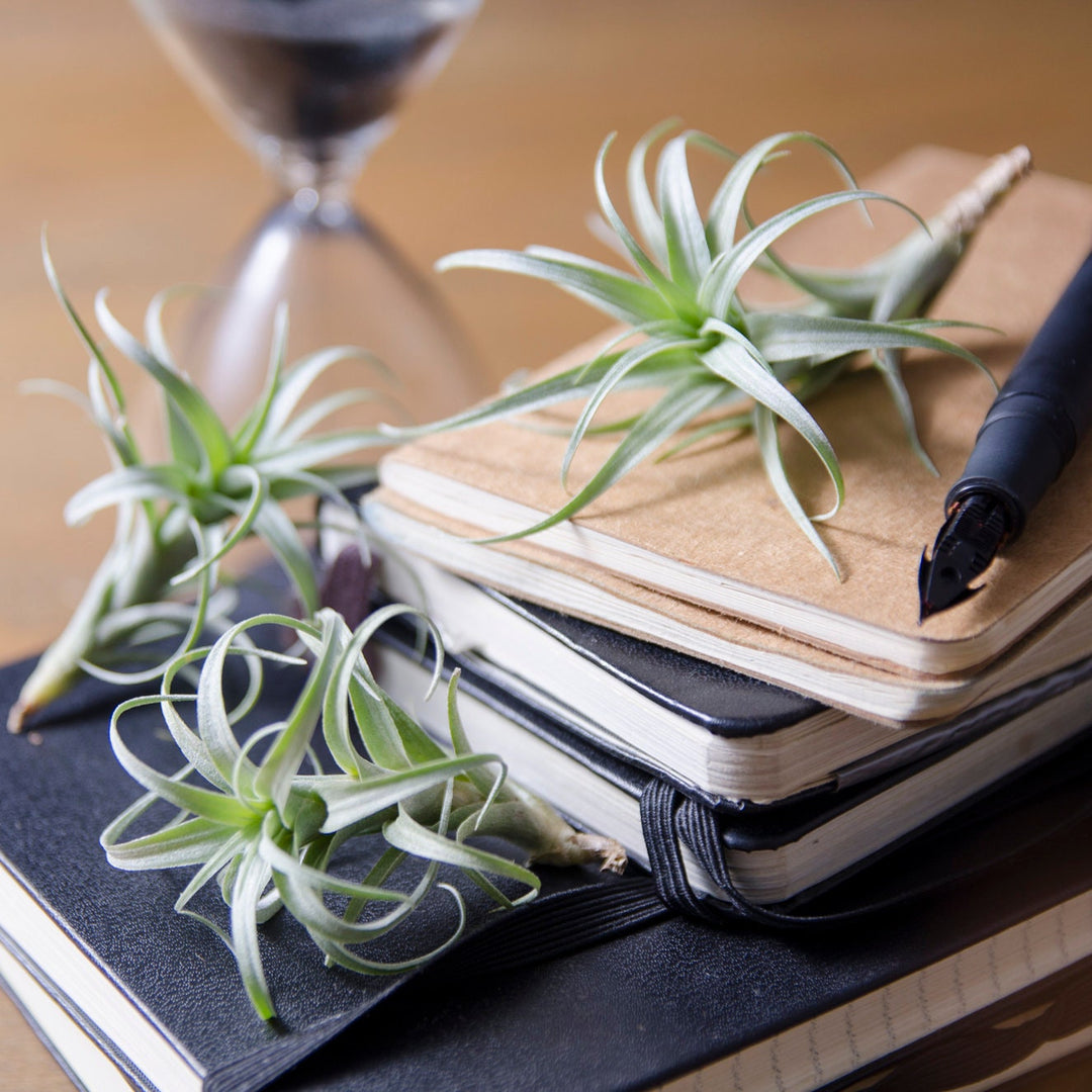 nana air plant Tillandsia Nana