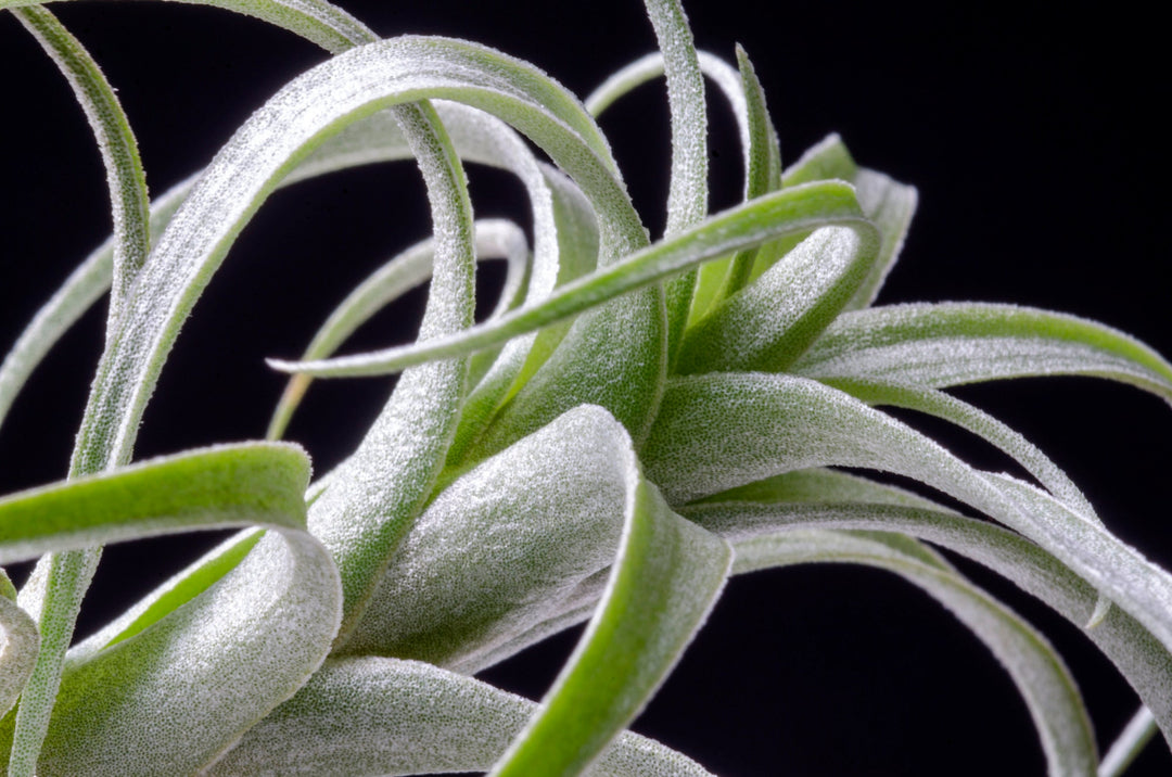 nana air plant Tillandsia Nana