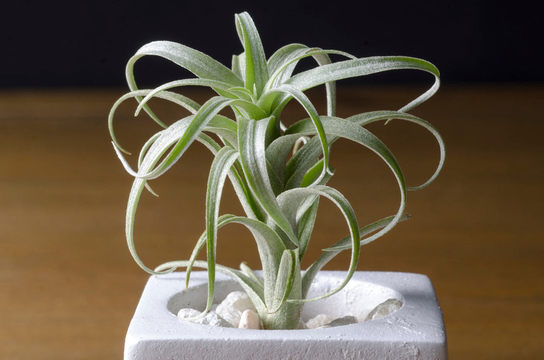 nana air plant Tillandsia Nana
