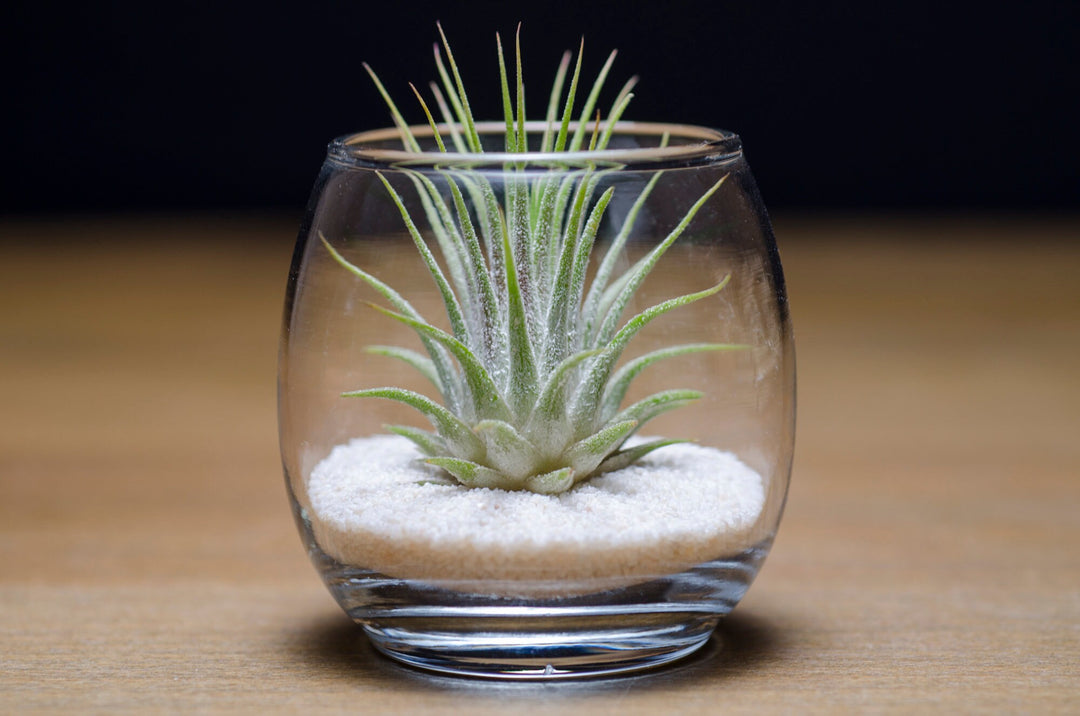 mini air plant terrarium Tiny Air Plant Terrarium Kit – The Artizan Way