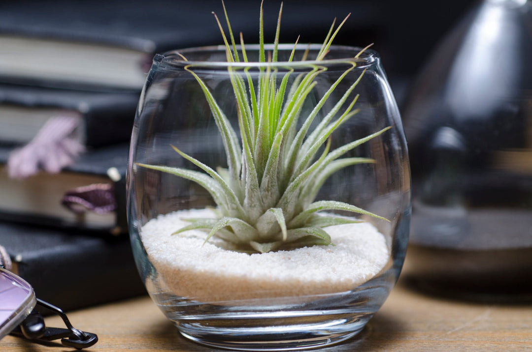 small glass terrarium for air plants Tiny Air Plant Terrarium Kit – The Artizan Way