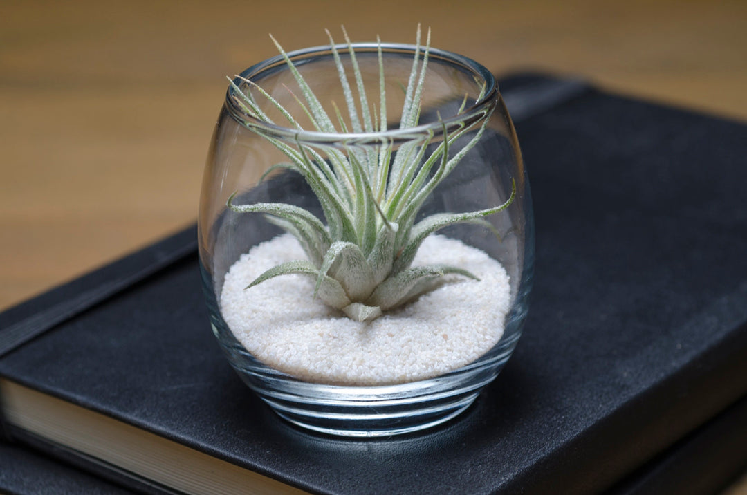 air plant sand Tiny Air Plant Terrarium Kit – The Artizan Way