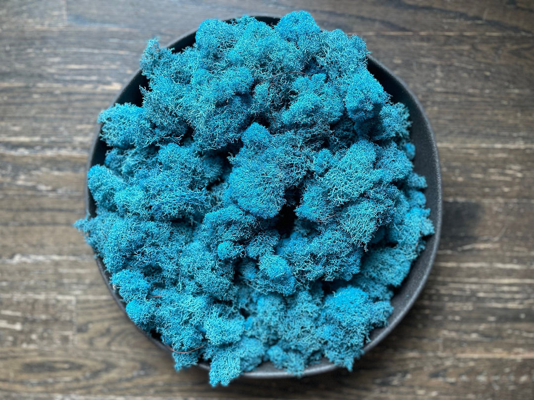 Preserved Reindeer Moss - Blue – The Artizan Way