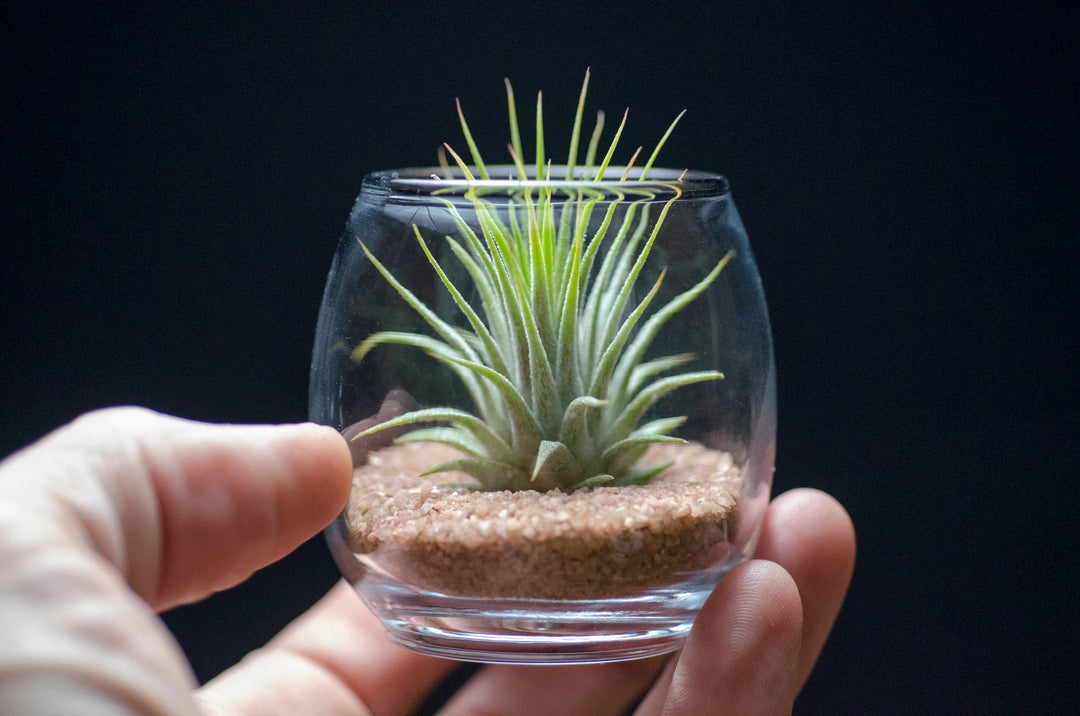 Teardrop Small Geometric Glass Terrarium Kit with cheapest Air Plant & Sand / Handmade Planter / Indoor Gardening / Urban Garden for Air Plant