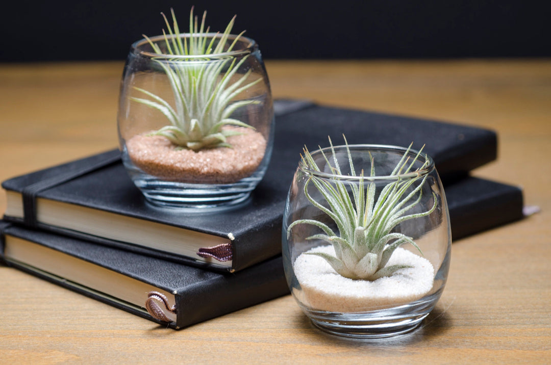 makers kit air plant Tiny Air Plant Terrarium Kit – The Artizan Way