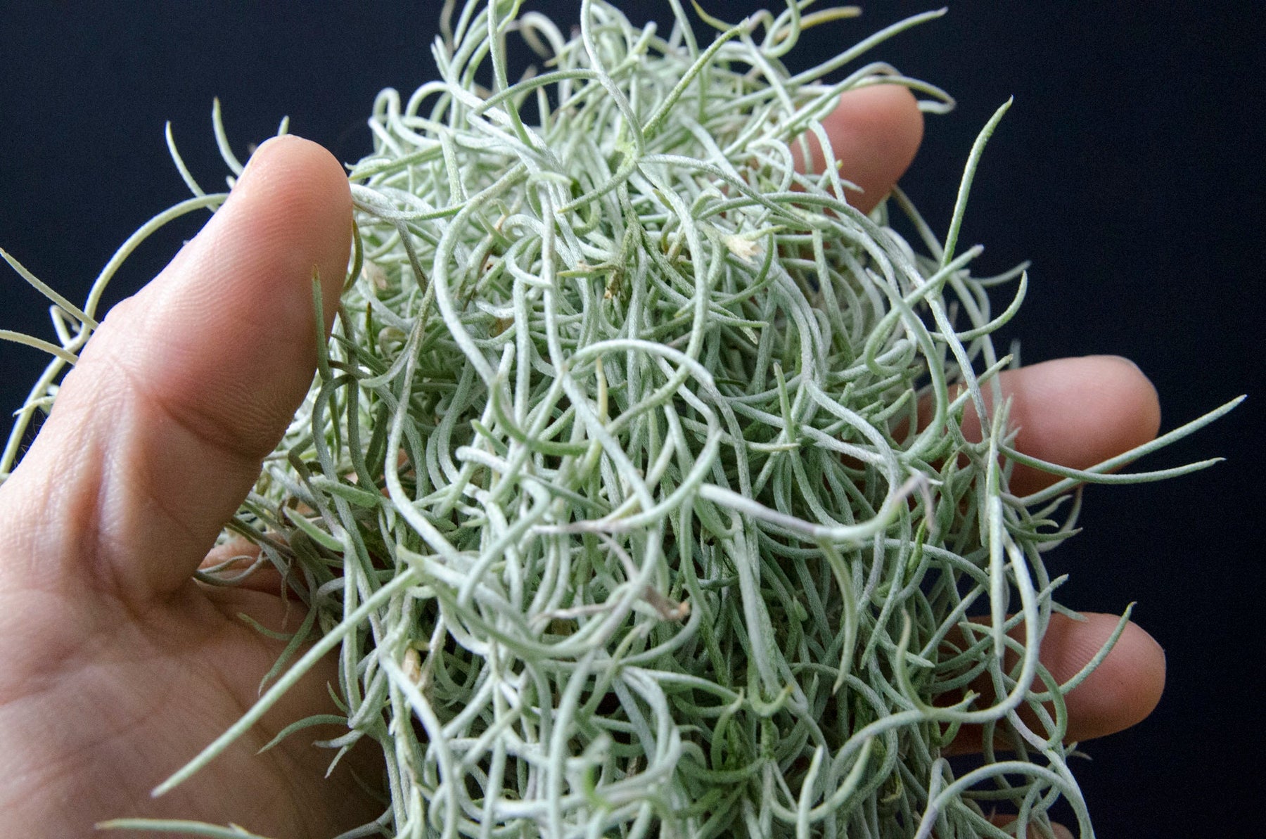 Spanish moss is beautiful, misunderstood air plant