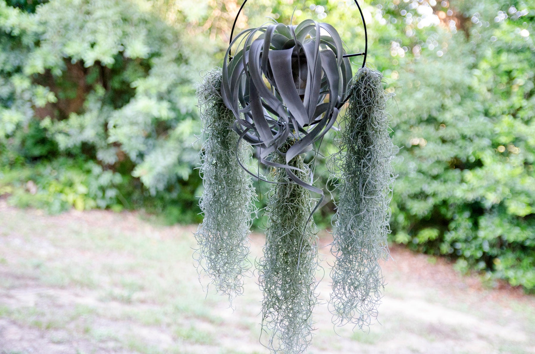 Spanish Moss  Air Plants for Sale
