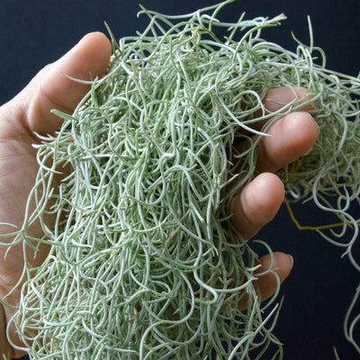 Spanish Moss Rare Curly Form - Live - Fragrant Orange Blooms - Usneoides Air Plant  | Tillandsia, Easy, Indoor House Plant, Air Purifying