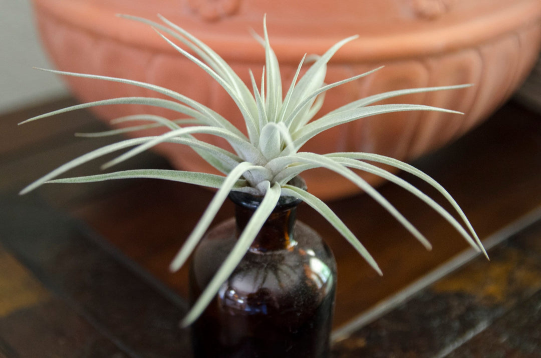 grey air plant Tillandsia Secunda Silver Hybrid Seedling