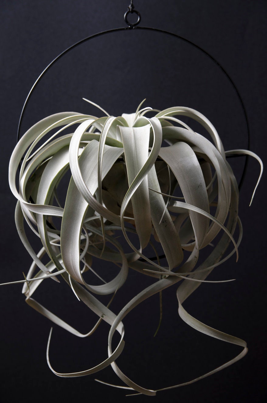large air plant display Hanging Air Plant Display Ring