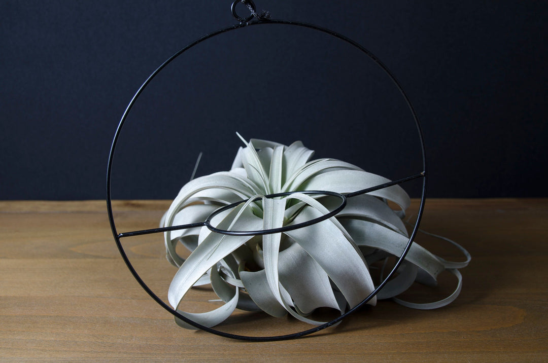Hanging Air Plant Display Ring – The Artizan Way