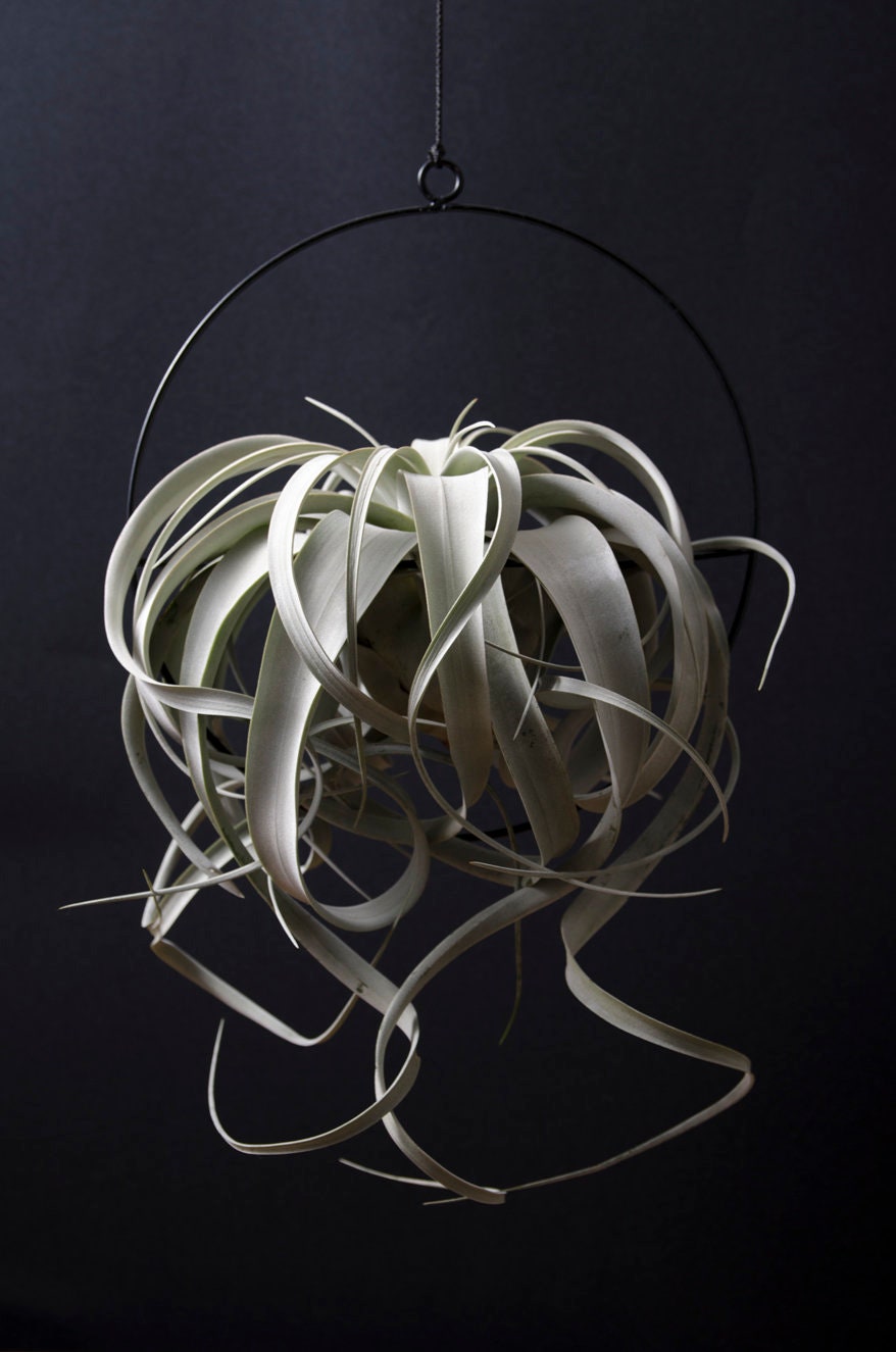 hanging plant ring Hanging Air Plant Display Ring