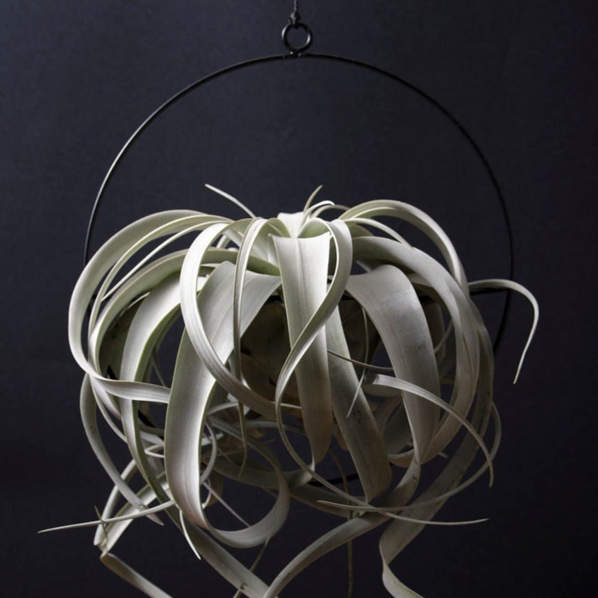 zen air plant sculpture Hanging Air Plant Display Ring – The Artizan Way