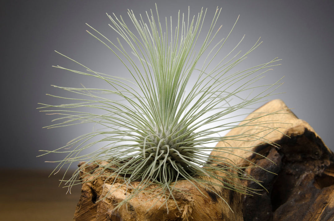 fuchsii air plant care Tillandsia Fuchsii Var Gracilis