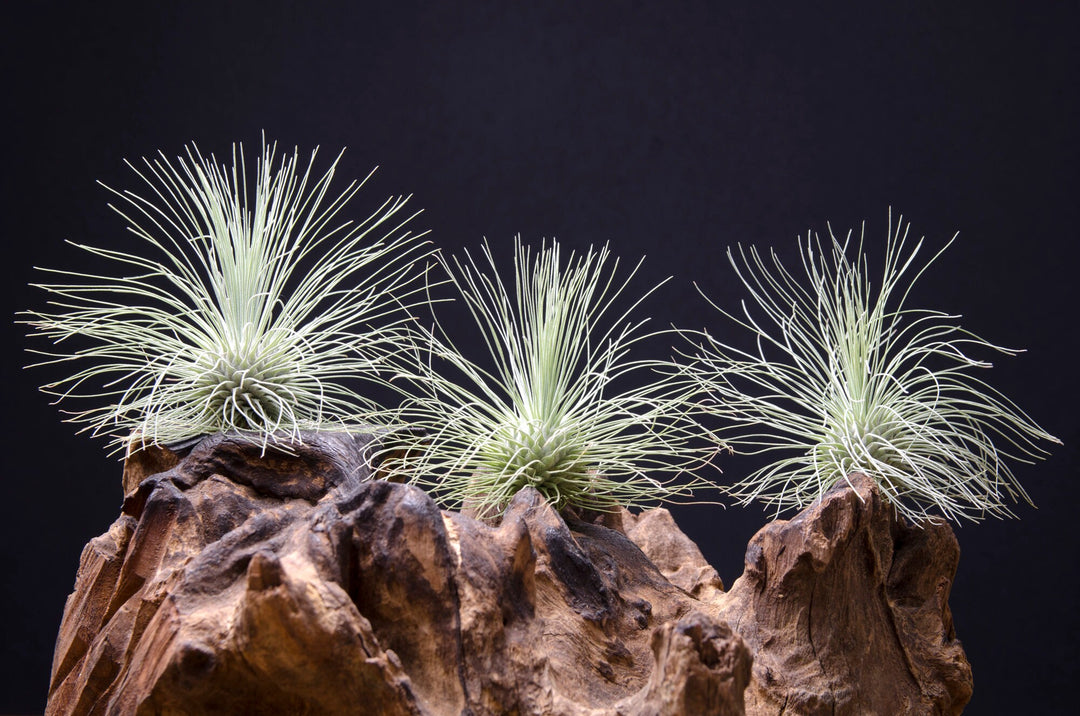 fuchsii air plant Tillandsia Fuchsii Var Gracilis