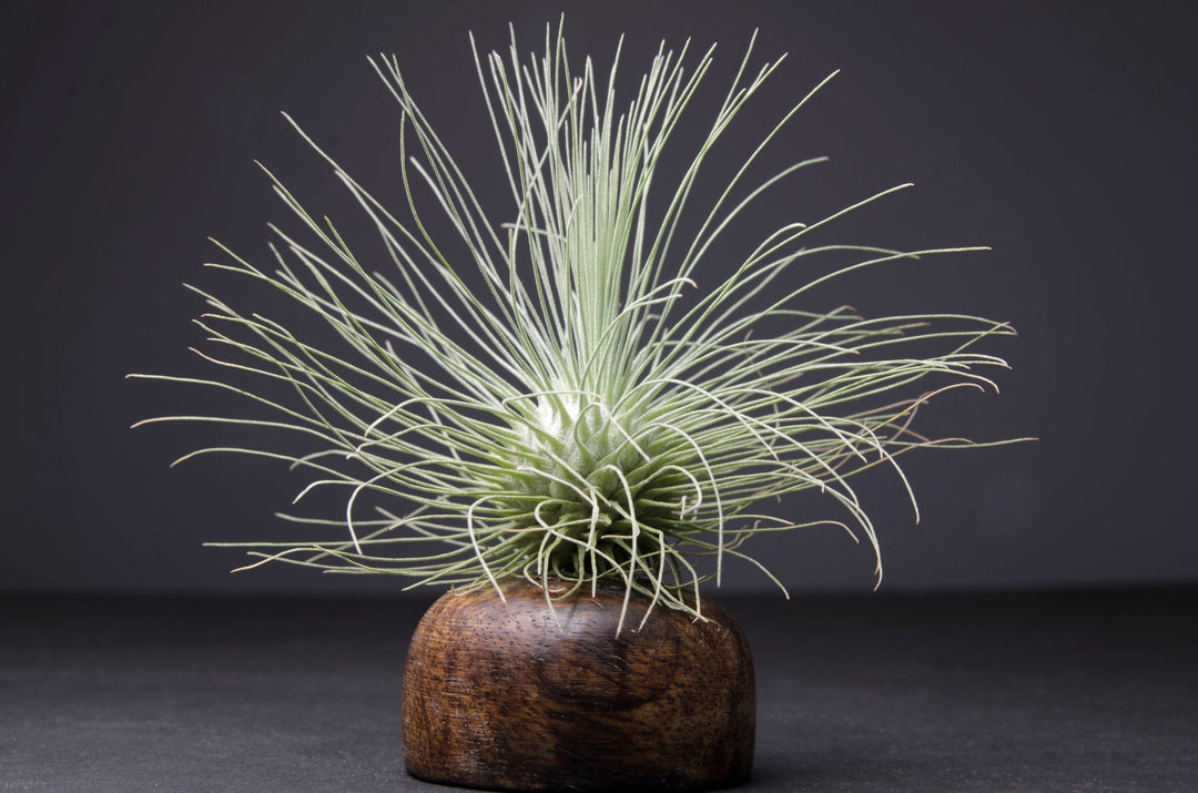 Tillandsia Fuchsii Var Gracilis