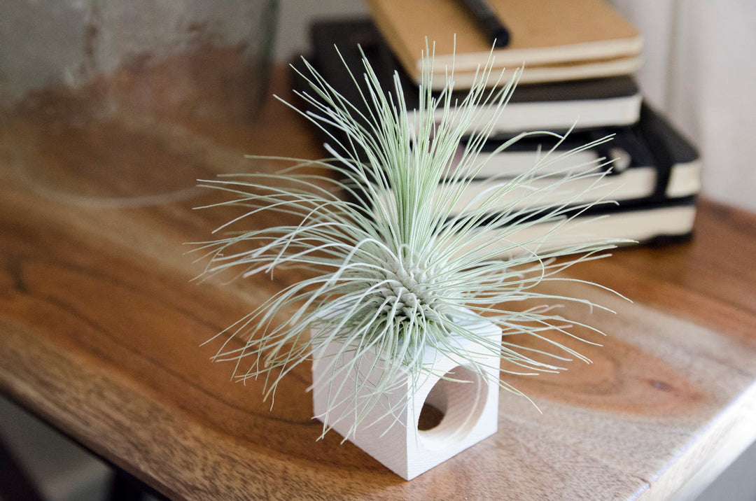 fuchsii air plant Tillandsia Fuchsii Var Gracilis