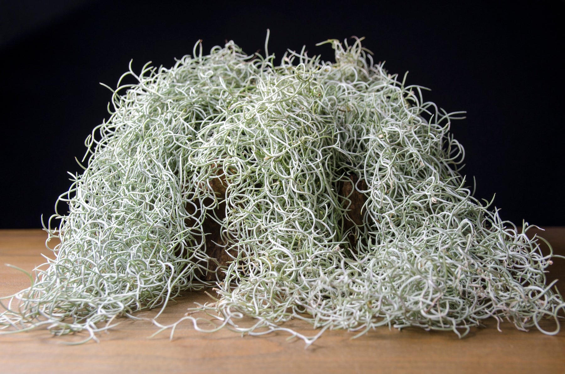Spanish Moss Rare Curly Form - Fragrant Orange Blossoms – The