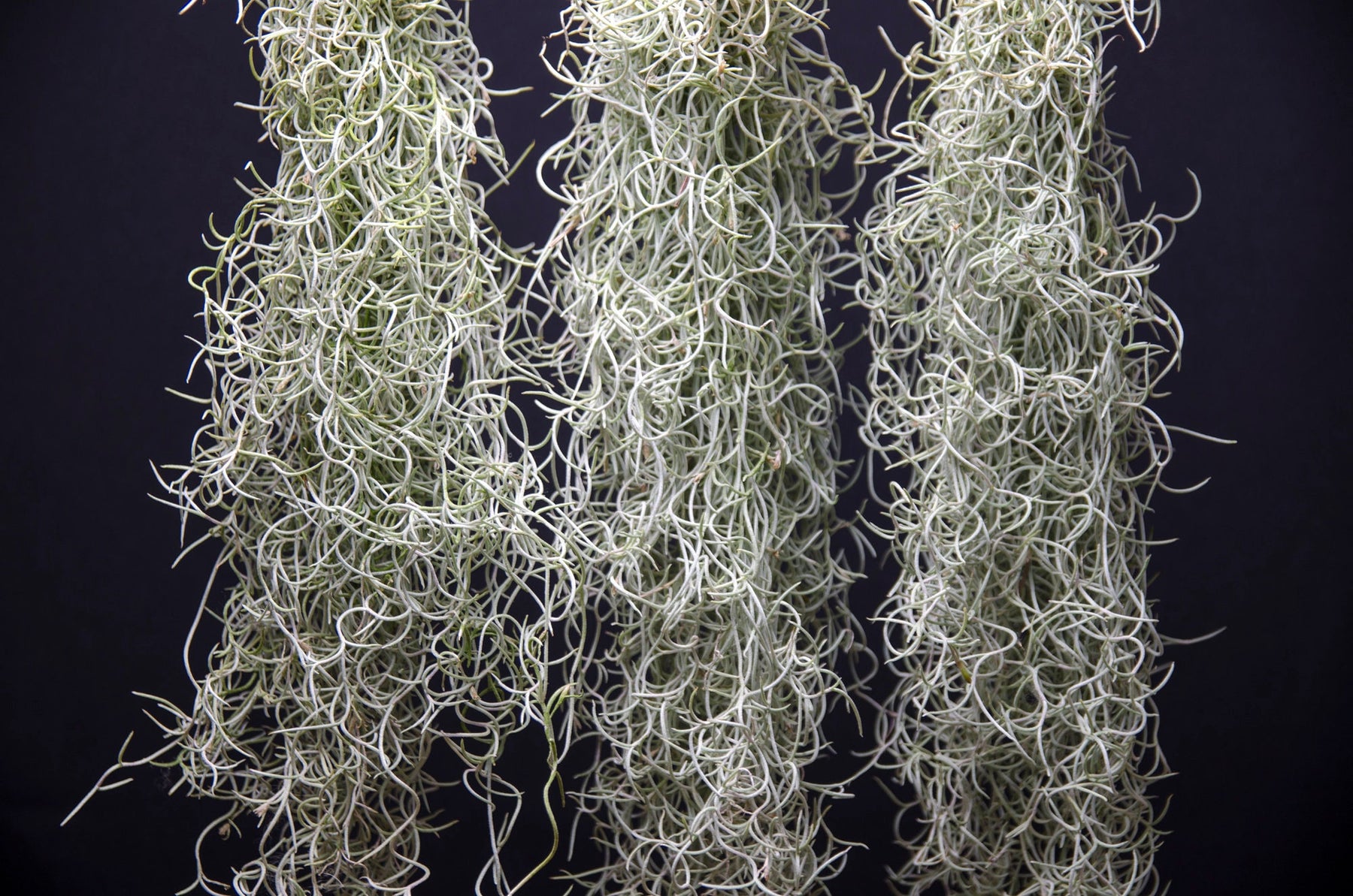Spanish Moss Rare Curly Form - Fragrant Orange Blossoms – The Artizan Way