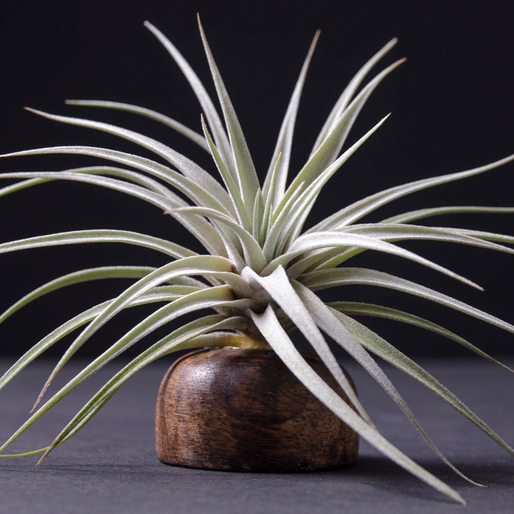Tillandsia Secunda Silver Hybrid Seedling - Air Plant – The