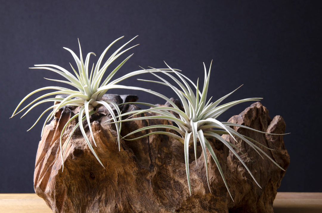 ゼチェリ　Tillandsia Tillandsia Xerographica Air Plants - Multiple Sizes