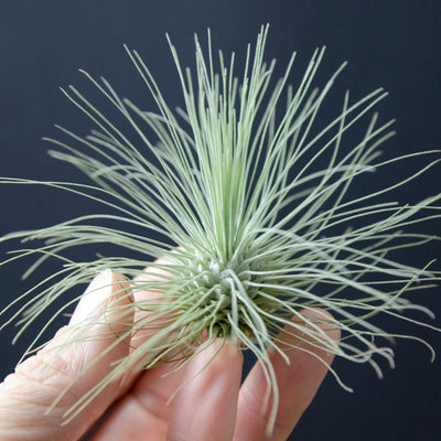 air plant argentea tillandsia Tillandsia Fuchsii Var Gracilis