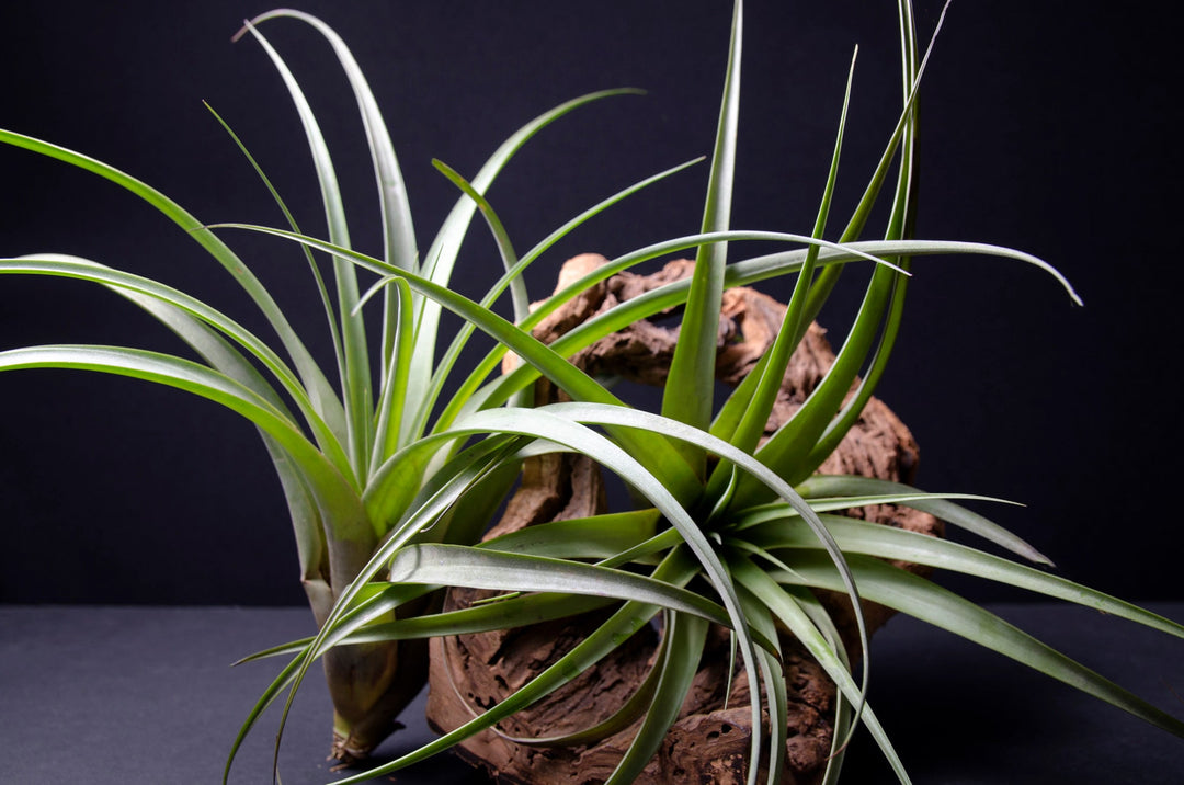 canada air plants Tillandsia Fasciculata x Polystachia