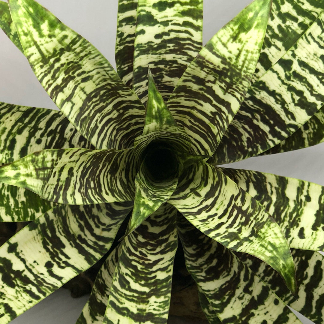 Vriesea Goudaea Ospinae var Gruberi | Bromeliad – The