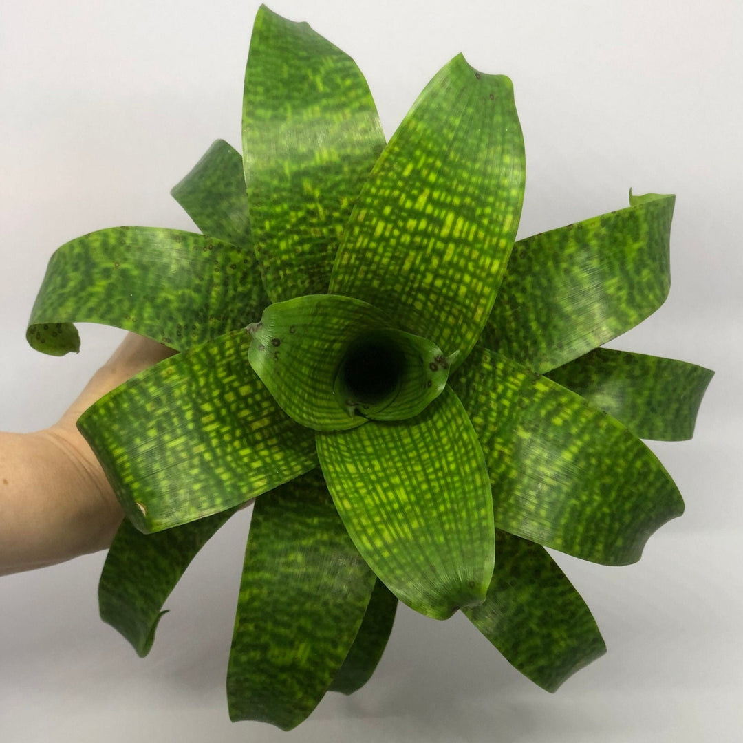 Vriesea Fenestralis | Bromeliad – The Artizan Way